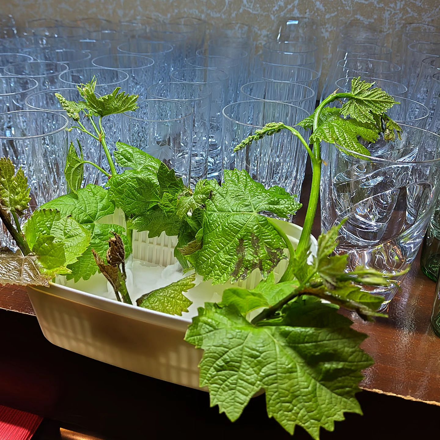 せっかくなのでいくつか水耕栽培してみたり…。 花咲くかな〜（笑）  