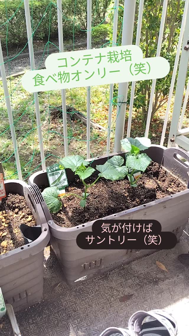 今年もコンテナ栽培やってます。 美味しくな〜れ、ってね。  気が付けば見慣れたメーカーの苗を買っている自分がいますね〜。