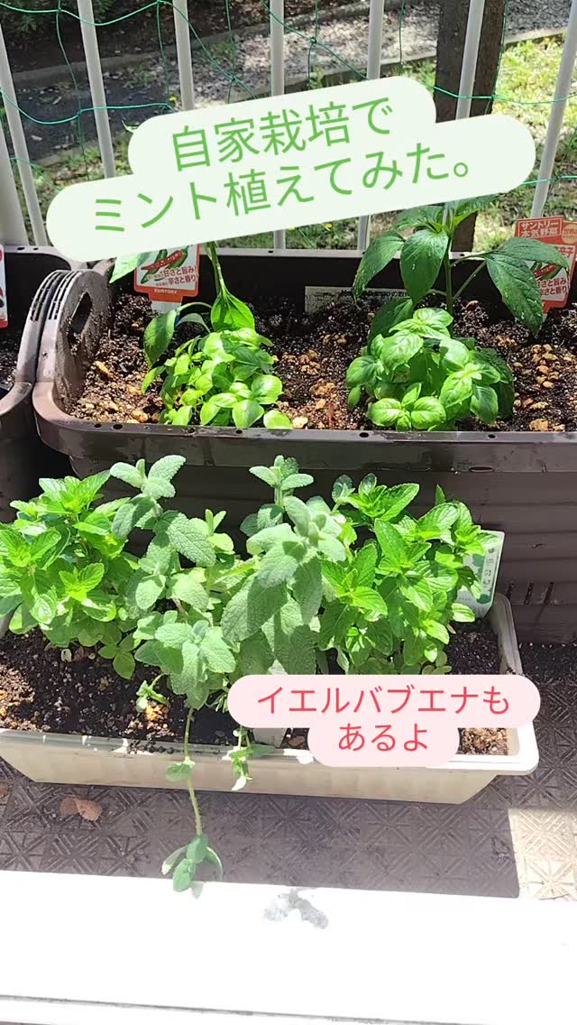 家庭菜園でミント植えてみた件。 収穫できたら店で出せますね。