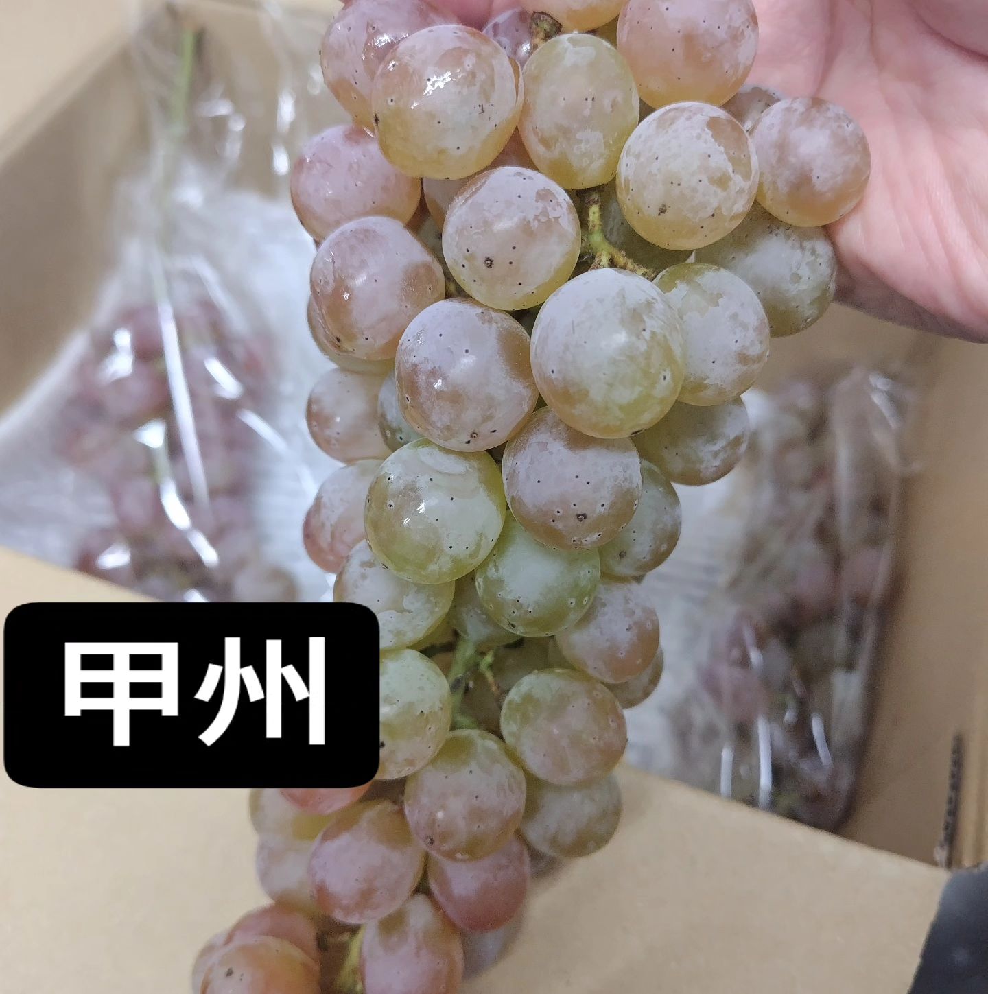今年もMさんより葡萄が届きました。 甲州というワイン用葡萄品種です。  コレを使ったカクテルもできますので、気になる方はお早めに。  Mさん、いつもありがとうね〜。  