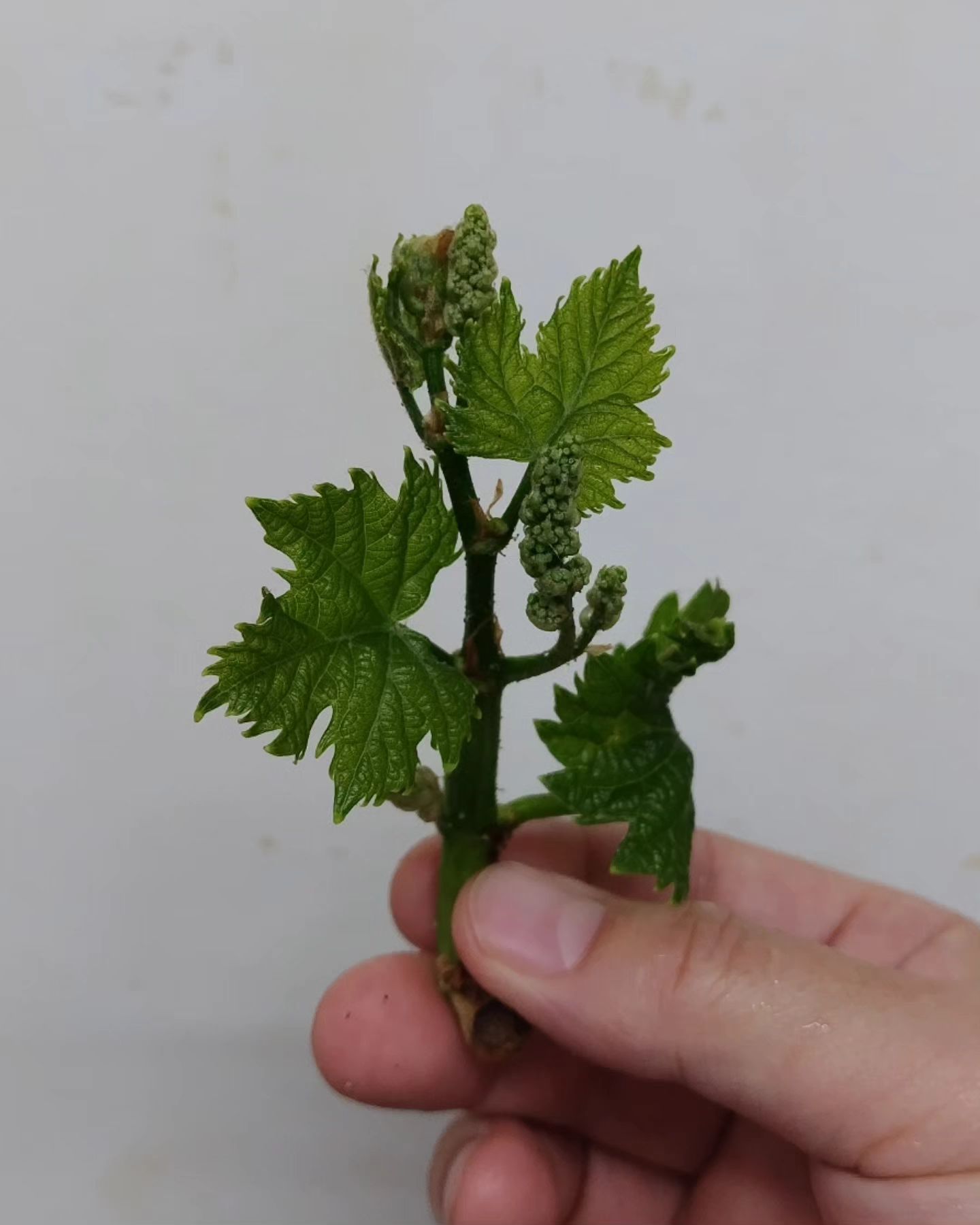 甲州葡萄の芽かきで切り取られた葡萄の芽をいただきました〜! Mさんありがとうございます!もう立派な葡萄栽培家ですね〜。  これからお料理にしてみたり、アレしてみたりしようと思います（笑） 気になる方はお早めにスタッフまで!  